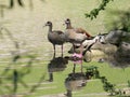 Pair of Egyptian Gooses on the shore