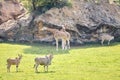 Pair of elands antelopes next to giraffes