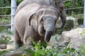 A pair of elephants in captivity one in the foreground and another in the background Royalty Free Stock Photo