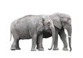 Pair of elephants Royalty Free Stock Photo