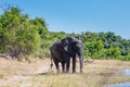 Pair of elephants Royalty Free Stock Photo