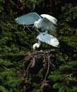 Elf-like dancer - Egret bird dance--3 Royalty Free Stock Photo