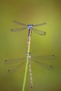 A pair of emerald damselflies