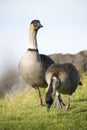 A pair of endangered Hawaiian Geese (Nene) Royalty Free Stock Photo