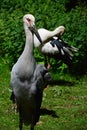 Pair of endangered wading birds from southeastern asia Milky stork Mycteria cinerea relaxing in ZOO exposition of tropical birds Royalty Free Stock Photo