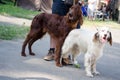 A pair of English setter and Irish setter stay on a road. Hunting dog. Royalty Free Stock Photo