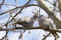 Pair of Eurasian collared dove Royalty Free Stock Photo