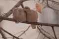 Pair of Eurasian collared dove (Streptopelia decaocto) on a branch Royalty Free Stock Photo