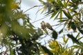 Pair of eurasian collared dove streptopelia decaocto is sitting on a branch Royalty Free Stock Photo