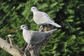 Pair of Eurasian collared dove Royalty Free Stock Photo