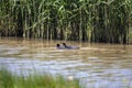 A pair of Eurasian Coots Fulica atra