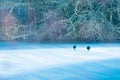 A pair of Eurasian Coots walk across the ice of a frozen river