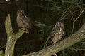 A pair of Eurasian Eagle Owls