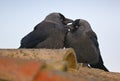 Pair of Eurasian jackdaws on rooftop in social interaction Royalty Free Stock Photo