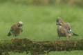 Pair of Eurasian Jay & x28;Garrulus glandarius& x29; branch