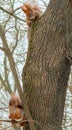 Pair of Eurasian red squirrels & x28;Sciurus vulgaris& x29; on a textured tree bark. One squirrel sits on a branch eating a nut. Royalty Free Stock Photo