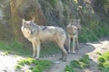 Pair of Eurasian Wolves standing