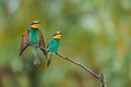 A pair of European bee-eater birds Merops apiaster perching on a branch. The male has a bee in his beak and spread wings Royalty Free Stock Photo