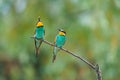 A pair of European bee-eater birds Merops apiaster perching on a branch. The male has a bee in his beak and spread wings Royalty Free Stock Photo