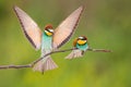 Pair of european bee-eater landing on branch in summer. Royalty Free Stock Photo