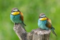 Pair of European bee eater resting on tree stump Merops apiaster Royalty Free Stock Photo