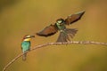 Pair of european bee-eaters, merops apiaster with a catch. Royalty Free Stock Photo