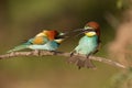 Pair of european bee-eaters, merops apiaster figahting.