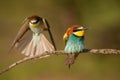 Pair of european bee-eaters, merops apiaster. Royalty Free Stock Photo