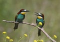 A pair of an european bee eaters