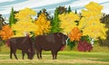 Pair of European bison Bison bonasus stand in front of an autumn vibrant mixed forest. European wood bison. Royalty Free Stock Photo