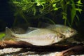 European bitterling, Rhodeus amarus, ornamental adult fish show spawning behaviour in a coldwater freshwater biotope aqua Royalty Free Stock Photo