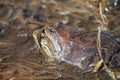 Pair of European common brown frogs Rana temporaria in amplexus Royalty Free Stock Photo