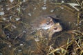 Pair of European common brown frogs Rana temporaria in amplexus Royalty Free Stock Photo