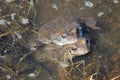 Pair of European common brown frogs Rana temporaria in amplexus Royalty Free Stock Photo