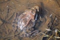 Pair of European common brown frogs Rana temporaria in amplexus Royalty Free Stock Photo