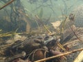 Mating European or common frogs, Rana temporaria, surrounded by frogspawn. Blackford Pond, Edinburgh Royalty Free Stock Photo