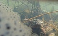 Mating European or common frogs, Rana temporaria, surrounded by frogspawn. Blackford Pond, Edinburgh Royalty Free Stock Photo