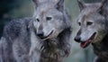 A pair of European greay wolves closeup image. Royalty Free Stock Photo