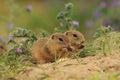 Pair European ground squirrel and grain cob