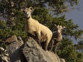 Pair of Ewe Bighorn Sheep on rocks