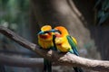 pair of exotic birds together in natural spring