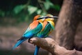 pair of exotic birds together in natural spring