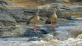 Pair of eygptian geese in masai mara, kenya Royalty Free Stock Photo