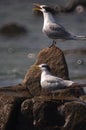 A pair of Faiiry Terns standing on a rock