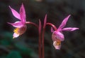 A pair of `Fairy Slipper` Orchids