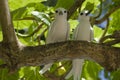 Pair of fairy terns Royalty Free Stock Photo
