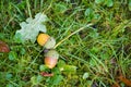 Fallen acorns in the grass Royalty Free Stock Photo