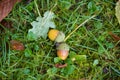 Fallen acorns in the grass Royalty Free Stock Photo