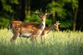 Pair of fallow deer stags standing on meadow in the summer.