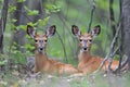 a pair of fawns resting in a meadow, their long ears and legs splayed in different directions